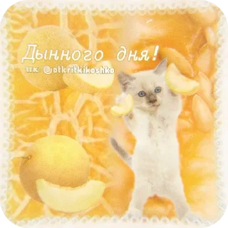 🐱