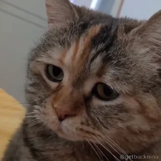 🥺