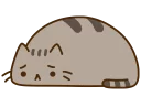 🐱