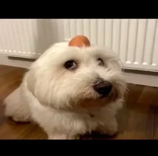 🥚