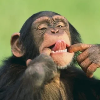 🐒