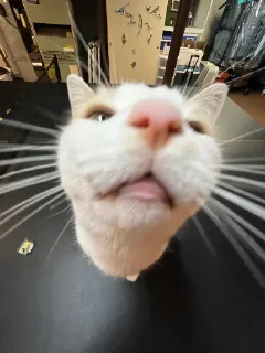 👃