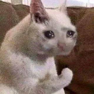 😿