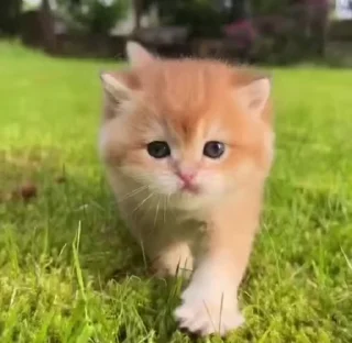 🌟