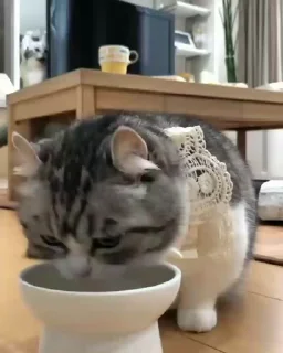 🍽