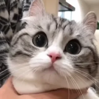 🙀