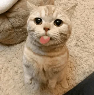 🐾