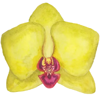 🌼