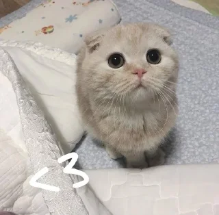 🐱