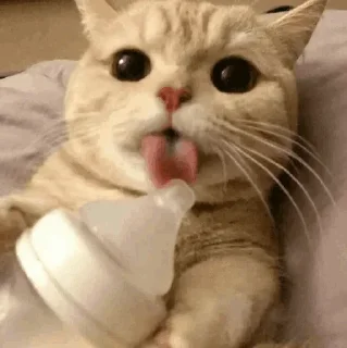 🐾