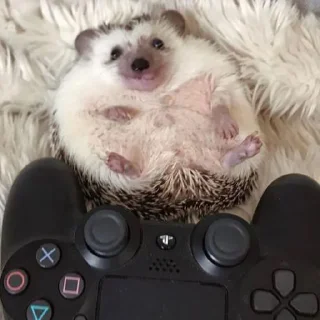 🦔