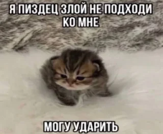 Злые котики
