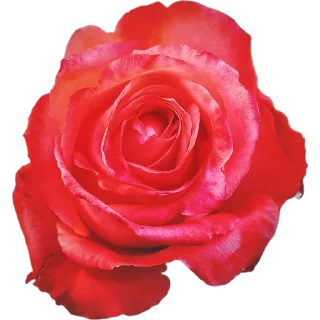 🌹