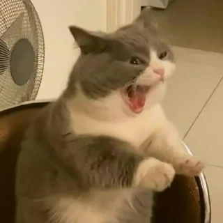🐈
