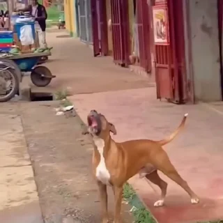 🐩