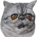 😲