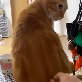 🐈