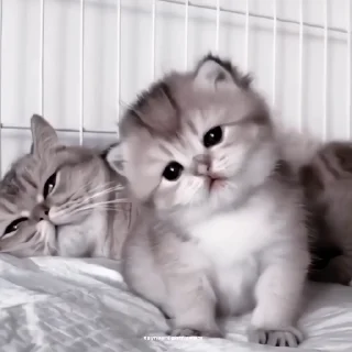 🍙