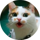 🐱