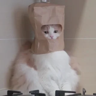 🐈
