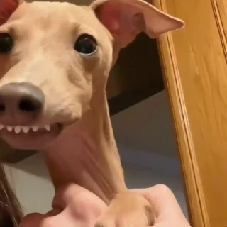 🐕