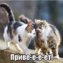 😺