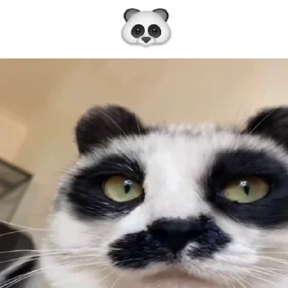 🐼