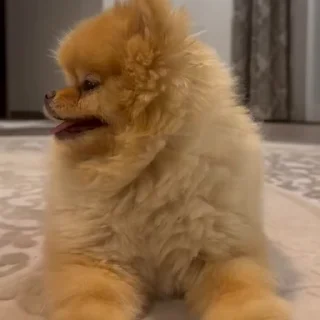 🤩