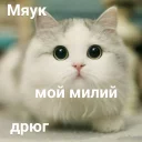😼