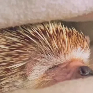🦔