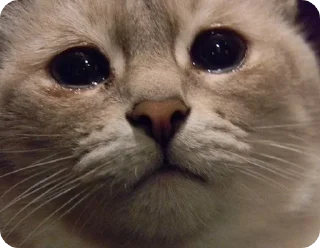 😢