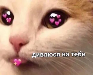 😻