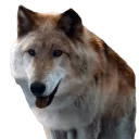 🐺
