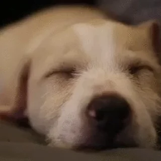 Sleepy Puppies @stickersb2b