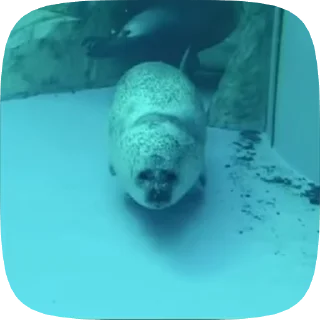 🦭