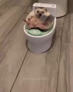 🌟