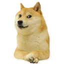 🐶