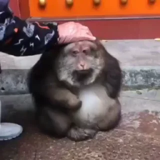 🐵