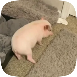 🐖