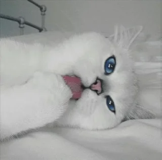 💙