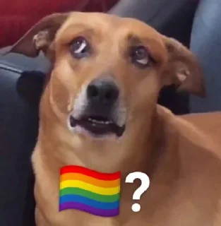 🏳️‍🌈