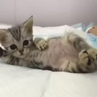 🧦