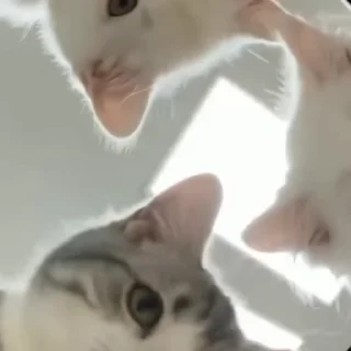 🐾