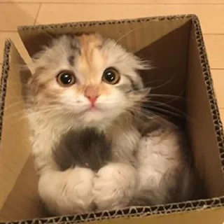 🐈