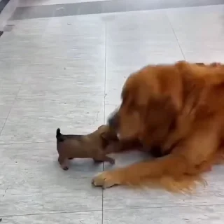 🐩