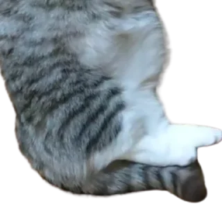 😺