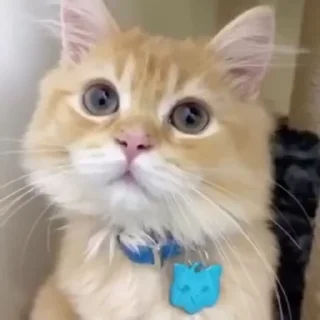 🥺