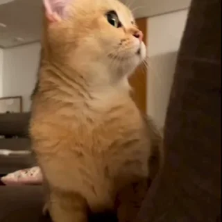 🤩