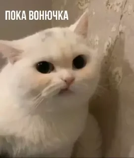 🤚