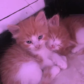 💜
